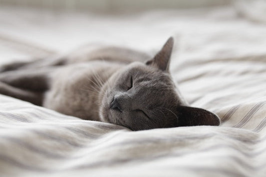 From Our Customers - Another Review of Our Midnight REMberry Sleep Gummies