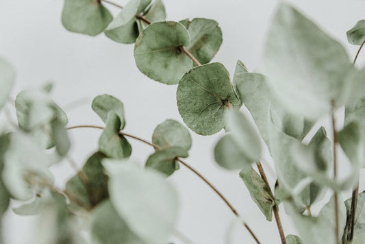 Is Cineole the Same As Eucalyptol?