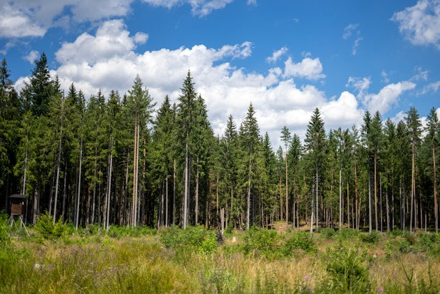 What Does Alpha-Pinene Smell Like?