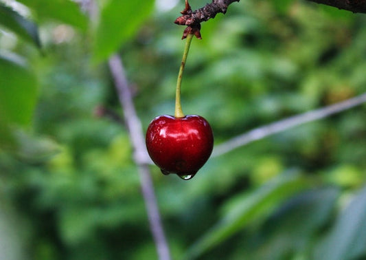 From Our Customers - A Review of Our Cherry Lifted Limeade Gummies