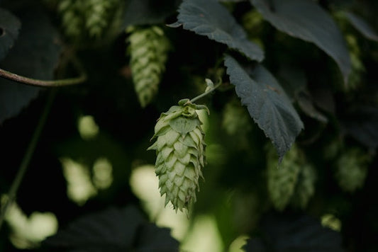 Which Terpene Smells Like Hops?
