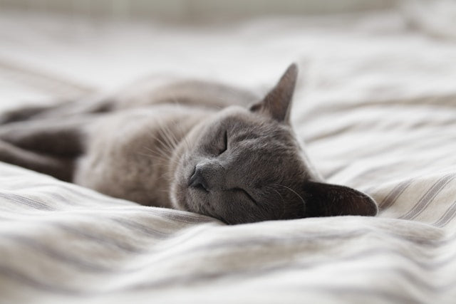 From Our Customers - Another Review of Our Midnight REMberry Sleep Gummies