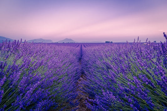 Why Does Linalool Smell Like Lavender?