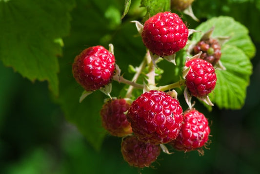 From Our Customers - Another Review of Our Raspberry Remedy Gummies